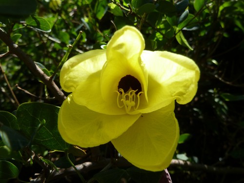 Graines fleur du - 8,