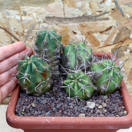 Echinocereus enneacanthus vaso - echinocereus,