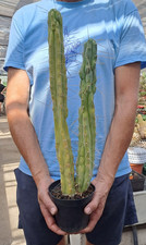 Trcko cereus bridggesii f