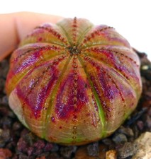 Euphorbia obesa VIOLA-ARANCIO K37 - Pianta da baseball | Pianta da basket