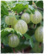 Pianta uva spina bianca - uva,