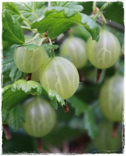 Pianta uva spina bianca - pianta,