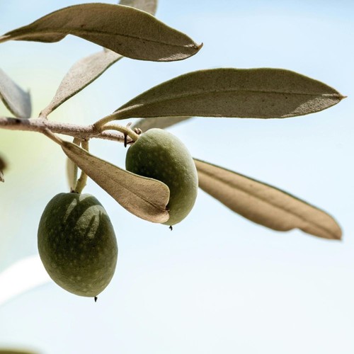 Pianta ulivo nocellara - pianta, di