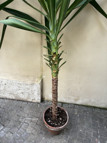 Yucca pianta vaso con - yucca,