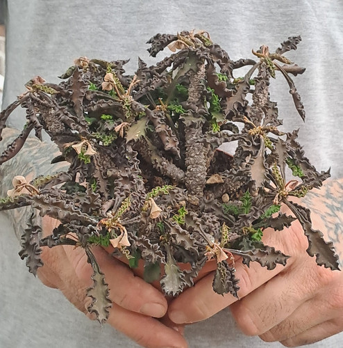 Euphorbia decaryi var