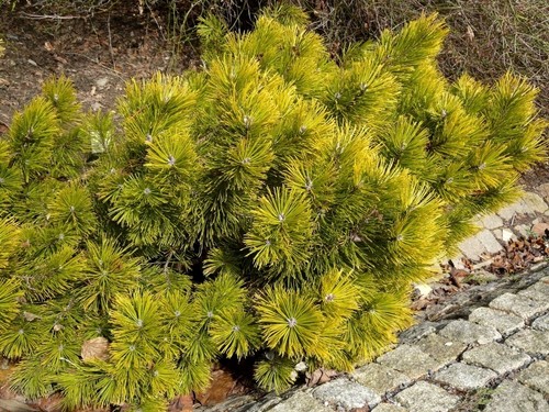 Pinus mugo carstens - carstens, winter