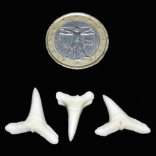 Lotto Denti Squalo 3 Pezzi