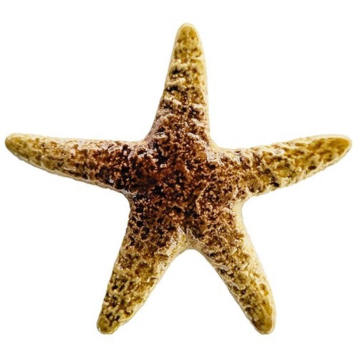 Stella marina porcellana - marina,