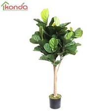 PIANTA FICUS LYRATA