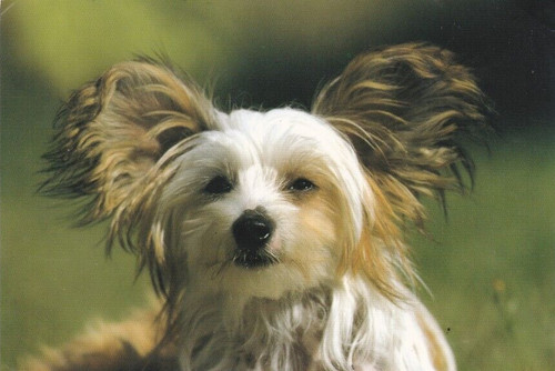 Cinese crested dog schopfund - cinese,