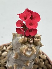 Euphorbia milii f. vulcanii