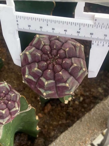 Pianta cactus gymnocalycium - pianta, di