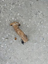 Scarico Tubo Scarico Piaggio Gilera Runner Typhoon 125 180 Pana