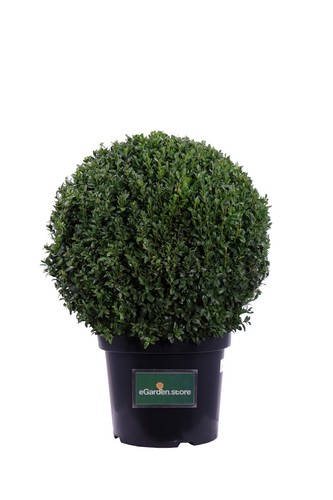 Pianta bosso buxus - di,