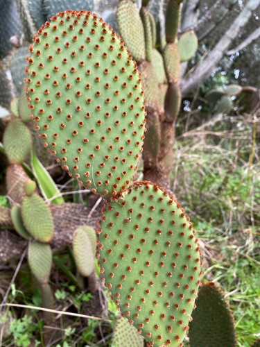 Opuntia microdasys rufida - x,