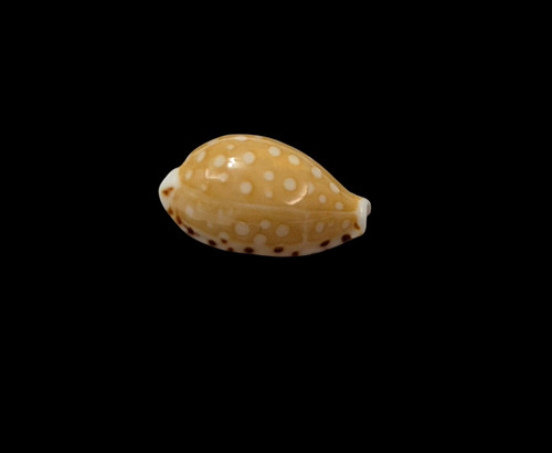 Conchiglia shell cypraea - conchiglia,
