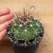 Melocactus longispinus Vaso 7