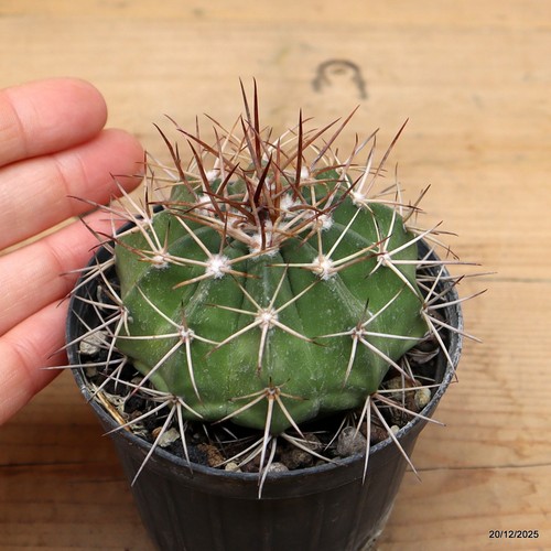 Melocactus longispinus vaso - vaso, 7