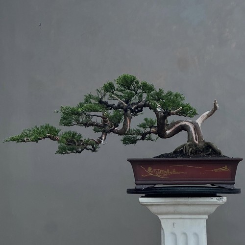 Albero vivo juniperus