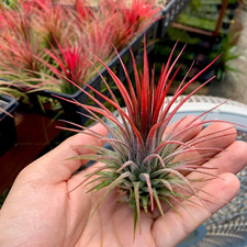 Ionantha Red Air Plant