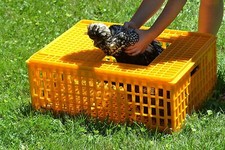 Gabbia trasportino cm 72x53x31 in plastica per Trasporto pollame polli Conigli