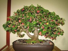 MORUS NIGRA, GELSO NERO