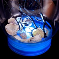  Decorazione Acquario