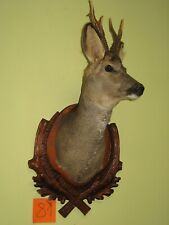 Roe deer head (no. 81) on the