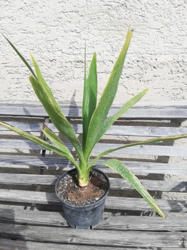 Yucca lacandonica