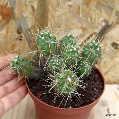 Echinocereus engelmannii vaso - engelmannii,