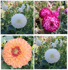 Fiori fiori da giardino dalie