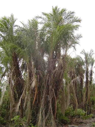 Phoenix paludosa mangrove - paludosa,