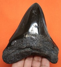 ENORME DENTE DI SQUALO