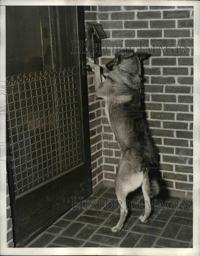 1938 foto stampa pastore - foto,