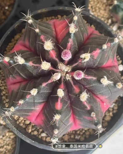 Cm gymnocalycium - cm,