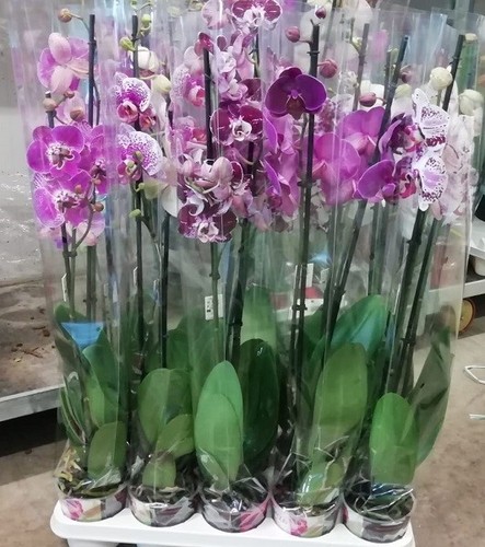 Pianta orchidea phalenopsis - orchidea,
