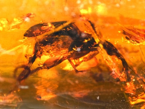 Rara inclusione fossile