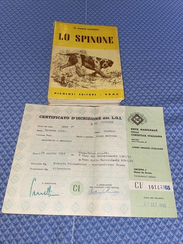 Spinone manlio matteucci - lo,