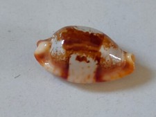 Conchiglia Shell CYPRAEA STOLIDA Rostrata  mm 28,8  Nuova Caledonia + OMAGGIO