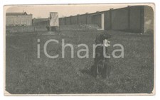 1920 ca BELGIO (?) Bracco tedesco KURZHAAR - Fotografia anonima 10x6 cm
