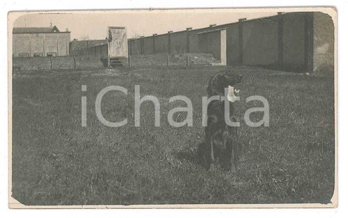 1920 belgio bracco - belgio,
