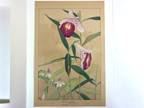Xilografia giapponese - xilografia,