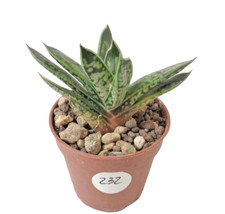 Gasteria Liliputana Ø 5,5 cm