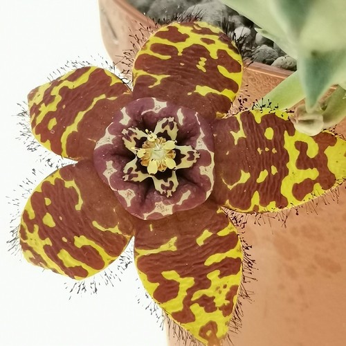 Orbea semotaun singolo - semotaun,