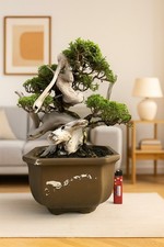 Bonsai di Albero Vivente Juniperus Sargenti Tanuki Misura Piccola