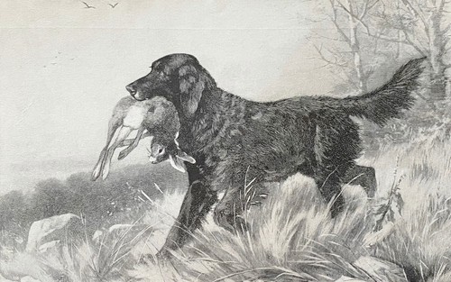 Retriever black lab cane - retriever, da