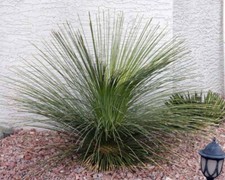 Dasylirion quadrangulatum -