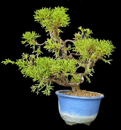 Bonsai juniperus chinensis - -,