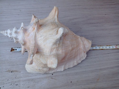 Conchiglia naturale vintage - naturale,