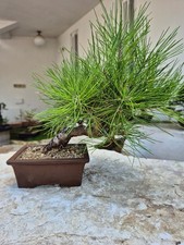 Bonsai pinus thunbergii - bonsai,